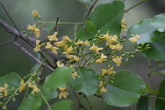 Pterocarpus santalinus